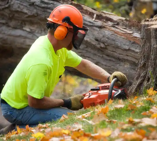 tree services Troy